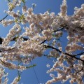 桜の花の頃2007