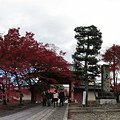 京都　金戒光明寺と真如堂の紅葉（２０１１年）