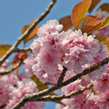 130514三川町の八重桜