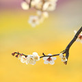 山口フラワーランドの梅の花