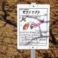 赤塚山公園の咲き誇る河津桜