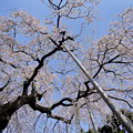 高原寺の枝垂れ彼岸桜
