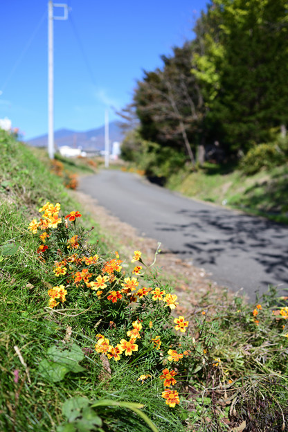 花咲く田舎道