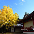 Photos: 千住 稲荷神社のいちょう