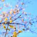 Photos: 空は春色