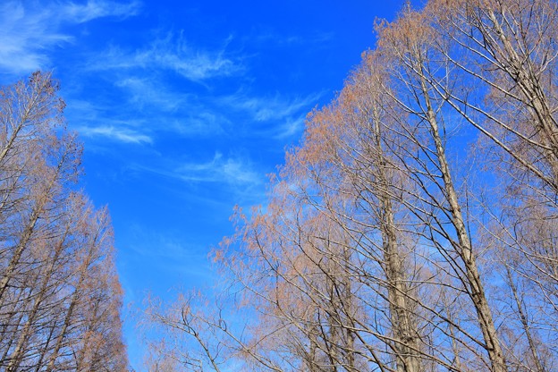 メタセコイア並木と青空