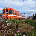 秋の花とオレンジ色の電車