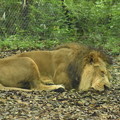 Photos: ライオンも夏には弱い