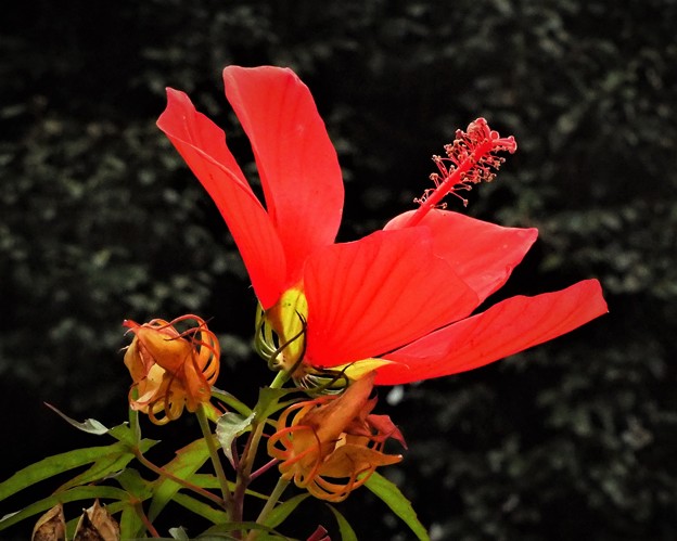 Photos: 紅い花