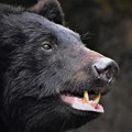 Photos: 熊の牙は恐ろしい