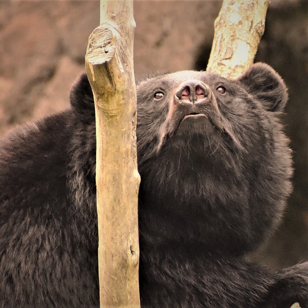 Photos: 熊の恐ろしい顔