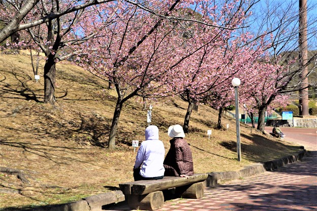 河津桜見物