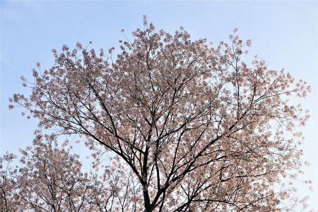 Photos: 樹高２４メートルの不動桜