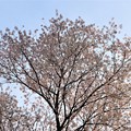 樹高２４メートルの不動桜