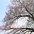 Photos: 枝張りの不動桜