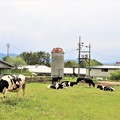 Photos: 牛の放牧