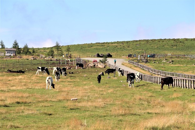 美ヶ原牧場は牛の放牧地