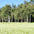 Photos: そば畑と白樺林
