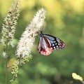Photos: サラシナショウマに停まるアサギマダラ蝶