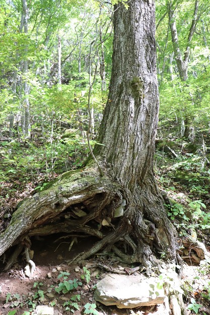大きく根を張る古木