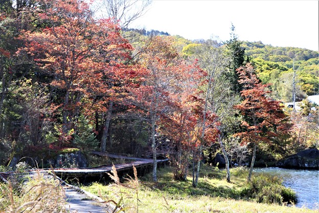 湖畔の木道の紅葉