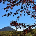 蓼科山と桜の紅葉