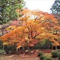 Photos: 日本庭園紅葉