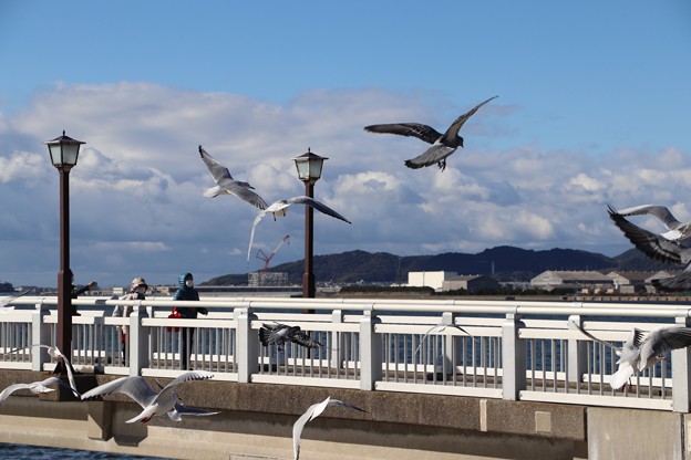 Photos: 竹島橋に群れ飛ぶユリカモメ