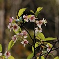 Photos: ヒマラヤ桜