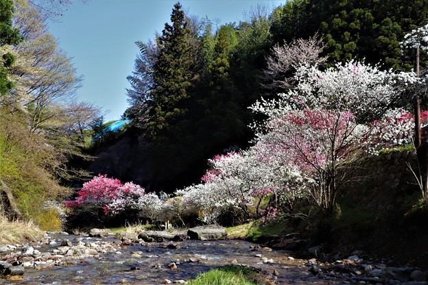 百々目木川沿いに咲く花桃