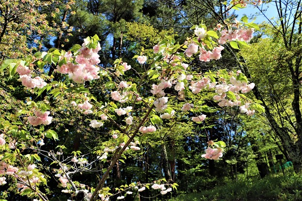 ショウゲツ桜