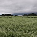Photos: 広大な蕎麦畑