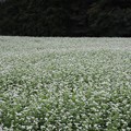 Photos: 小さな白い花の絨毯