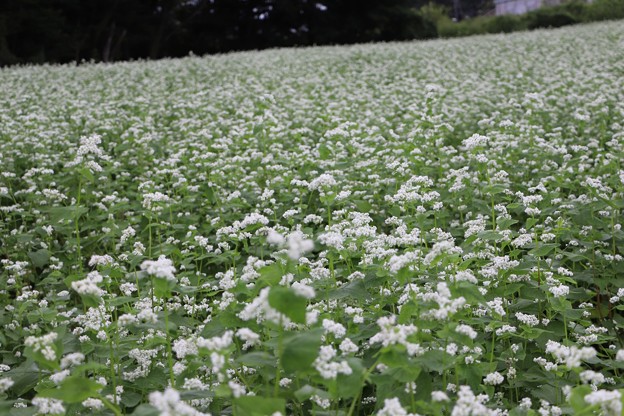 白い花が咲く蕎麦畑
