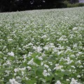 Photos: 白い花が咲く蕎麦畑