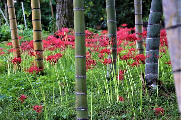 竹林で咲く彼岸花