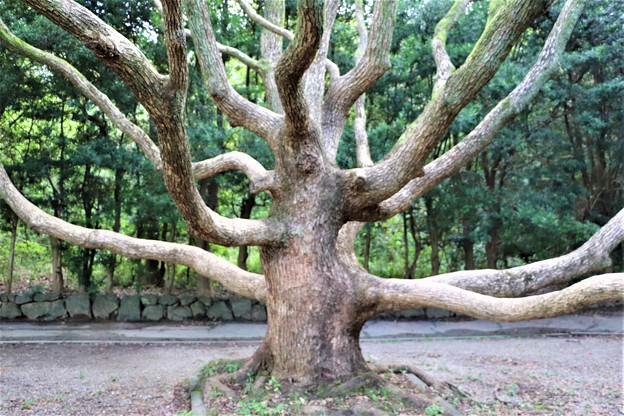 大木のタブノキ