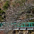 Photos: 四季桜
