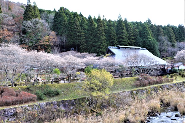 四季桜咲く香恋の館