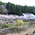 Photos: 四季桜咲く香恋の館