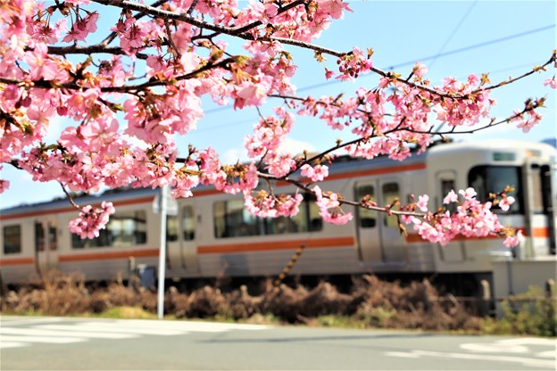 わくぐり桜と飯田線