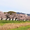 佐奈川堤と桜並木
