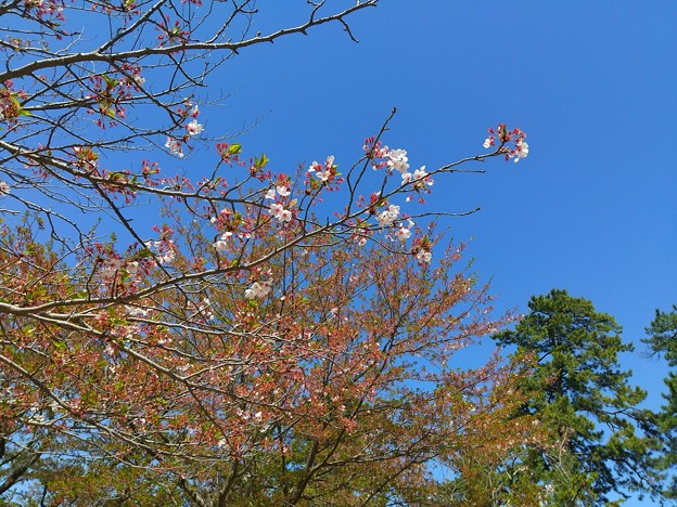 Photos: 桜2021/04/11