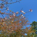 Photos: 桜2021/04/11