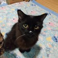 Photos: ヨーグルト盗み食い猫