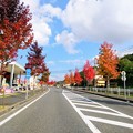 Photos: 街の秋