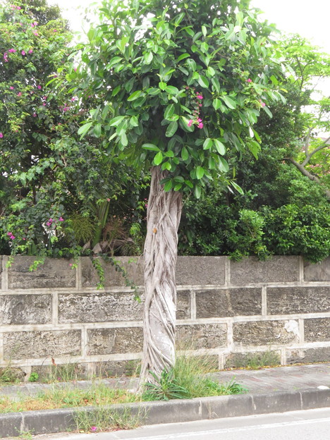 街路樹のフィカス