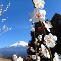 Photos: 白梅喜び伸び咲く。
