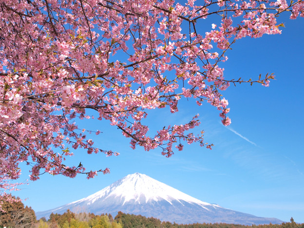 春に呼ばれる桜色。