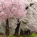 紅白桜並木。